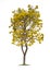 Isolated Silver trumpet tree or Yellow Tabebuia on white background