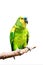 Isolated Single Blue-Fronted Amazon Parrot Amazona aestiva