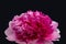 Isolated single bold pink peony blossom,black background