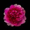 Isolated single bold red pink peony blossom macro, black background