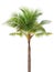 Isolated single coconut tree