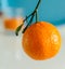 Isolated single mandarin on cyan background, yelow and orange colors, branch, leaf