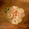 Isolated single pink white peony blossom in vintage painting style on golden canvas or paper background