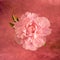 Isolated single pink white peony blossom, vintage painting style,textured canvas or paper background