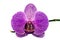 Isolated Single Violet Phalaenopsis Orchid and Stem