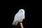 Isolated sleepy snowy owl on a branch