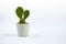 Isolated small cactus plant with white background.