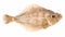 Isolated Small Gulf Flounder On White Background