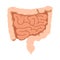 Isolated small and large intestines