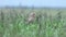 Isolated small owl looking sideways perched on the ground