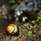 Isolated snail near water