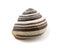 Isolated snail shell