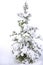 isolated Snow covered pine tree