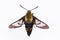 Isolated Snowberry Clearwing Moth