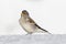 Isolated snowfinch bird montifringilla nivalis, snow, sunshine