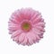 Isolated soft pink gerbera daisy flower