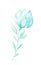 Isolated softness teal colored floral design elements. Light green flower with leaves on white background.