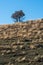 Isolated solitary tree standing atop a hill, presenting a clear and unobstructed view