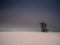 Isolated solitary tree surrounded by mysterious gloomy landscape