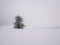 Isolated solitary tree surrounded by mysterious gloomy landscape