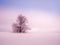 Isolated solitary tree surrounded by mysterious gloomy landscape