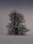 Isolated solitary tree surrounded by mysterious gloomy landscape