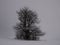 Isolated solitary tree surrounded by mysterious gloomy landscape