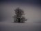 Isolated solitary tree surrounded by mysterious gloomy landscape