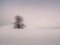 Isolated solitary tree surrounded by mysterious gloomy landscape