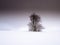 Isolated solitary tree surrounded by mysterious gloomy landscape