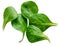 Isolated Spinach Salad Leaves