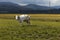 Isolated spotted cow in a green field of the Swiss Alps in the canton of Jura