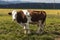 Isolated spotted cow in a green field of the Swiss Alps in the canton of Jura