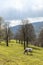 Isolated spotted cow in a green field of the Swiss Alps in the canton of Jura