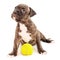 Isolated Staffordshire terrier two-month puppy dog with tennis ball. Young puppy dog sitting on white blanket. Puppy dog looking