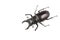 Isolated Stag Beetle