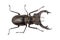 Isolated stag beetle