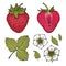 Isolated strawberries. Graphic stylized drawing.