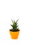 Isolated succulent in orange pot on white background. Home and garden concept
