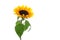 Isolated sunflower with beautiful leaves