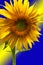 Isolated Sunflower on Blue Background