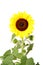 Isolated sunflower front view