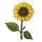Isolated sunflower on white background. Original multi colored vector illustration of agricultural plant. 