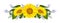 Isolated sunflowers, wedding flower bouquet. Yellow petals, single floral daisy composition for border or frame
