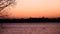 Isolated swan crossing a lake under a salmon-colored sky