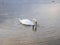 Isolated swan feeding