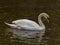 Isolated swan is swimming in warm water