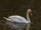 Isolated swan is swimming in warm water