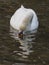 Isolated swan is swimming in warm water