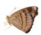 Isolated Tabby butterfly Pseudergolis wedah on white with clipping